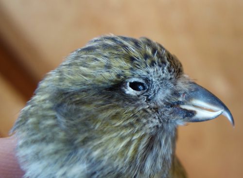 Photos by Ned Rozell. The distinctive beak of the white-winged crossbill can be seen on this female, which died when it flew into a window.