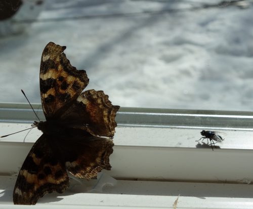 Photo by Ned Rozell. A Compton tortoiseshell butterfly and a housefly just released from dormancy by warm spring air.