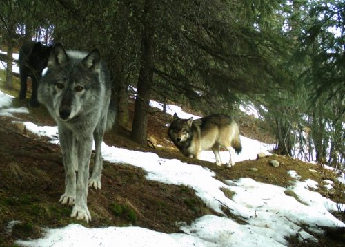 Photo courtesy the National Park Service. Wolves check out a trail camera in Denali National Park and Preserve in 2016.