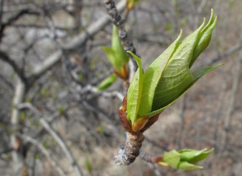 Photo by Ned Rozell. In Ferry, Alaska, a balsam poplar leaf emerges from a bud in May.