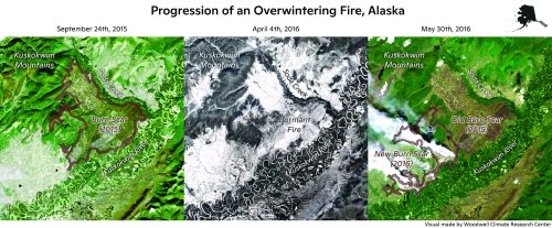Visual by the Woodwell Climate Research Center. Satellite imagery shows the progression of an overwintering fire near McGrath, Alaska. The brown line in the image at left outlines the burn scar in September 2015. The middle image portrays the area covered in snow the following April. At right, the new scar is outlined after the fire reignited in May.