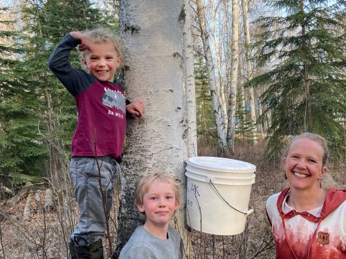 Photo by Ken Carr. Tina Buxbaum and her sons tap a birch tree in Fairbanks this spring.