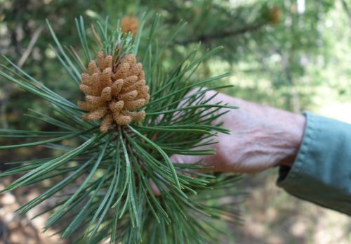 Photo by Ned Rozell. Artist Kes Woodward holds the tip of a lodgepole pine branch in a UAF exotic tree plantation.