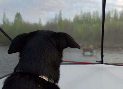 Photo by Ned Rozell. A moose walks past a tent in the upper Chena River near Fairbanks as Cora the dog watches.