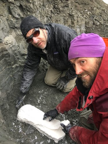 Photo by Kevin May. Greg Erickson, left, and Pat Druckenmiller place a plaster jacket on a bone found along the Colville River on Alaska’s North Slope.