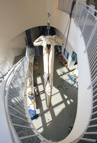 Photo by Roger Topp. UAMN mammals collection manager Aren Gunderson watches as the whale’s skull is lifted into place above the museum lobby and below the third-floor balcony.