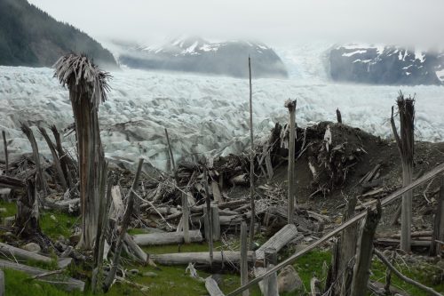 Photo by Ned Rozell. Tree trunks emerge from the receding La Perouse Glacier, which ran them over near the time of the Civil War.
