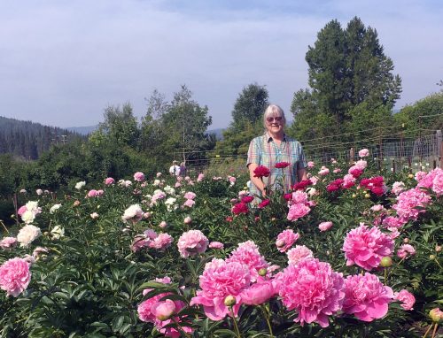 UAF photo by Julie Stricker. Pat Holloway, professor emeritus of horticulture at UAF, stands among President Roosevelt (bright red) and and Sarah Bernhardt peonies at Georgeson Botanical Garden in July 2021, 20 years after she first planted a test plot of the flowers. Today, Alaska peonies are exported around the world.