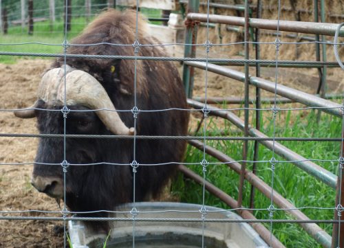  Photo by Ned Rozell. A muskox stands in a pen at the University of Alaska Fairbanks’ Robert White Large Animal Research Station in summer 2021.
