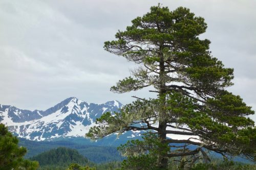 Photo by Ned Rozell. A shore pine, a type of lodgepole pine, grows near the town of Yakutat.