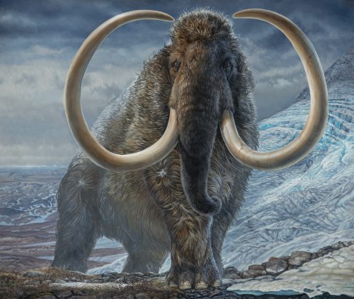 Image by James Havens. An adult male woolly mammoth navigates a mountain pass in Arctic Alaska 17,100 years ago. The image is produced from an original life-size painting by paleo artist James Havens. The painting is housed at the University of Alaska Museum of the North in Fairbanks.