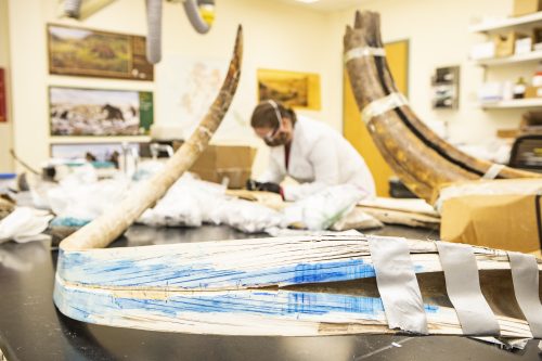 UAF photo by JR Ancheta. A split mammoth tusk rest on a table at the Alaska Stable Isotope Facility at the University of Alaska Fairbanks. Karen Spaleta, deputy director of the facility, prepares a piece of mammoth tusk for analysis in the background.