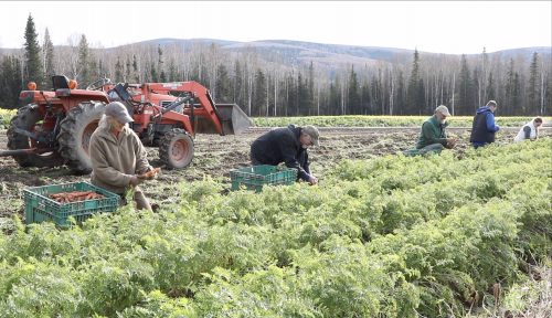 Lynne Mayo and friends harvest carrots at Spinach Creek Farm in Fairbanks. Screenshot taken from the Alaska Grown documentary by Amanda Byrd.