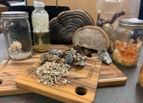 Photo courtesy of Angie Mendbayar. Integrated Mushroom Solutions, a business partnership involving UA students, is studying the medicinal properties of mushrooms.