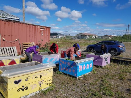Chukchi Campus staff in Kotzebue introduced the importance of thinning your plants to free up root space. The CC gardens promote food security and sovereignty in the Northwest Arctic Borough through partnership with the Drumbeats Alaska Consortium. Photo by Annabelle Alvite.