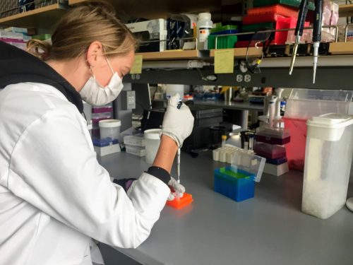 Undergraduate biology student Hannah Deuling conducts research on genome sequencing of positive COVID-19 specimens, under the mentorship of Dr. Jack Chen. Photo courtesy of the Undergraduate Research and Scholarly Activities office.
