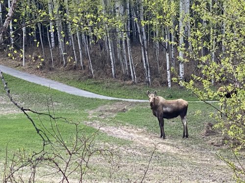 Moose stands near a bike path in early spring.