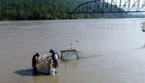 Mark Evans and Andy Seitz collect small  fish caught in a fyke net in the Tanana River near Nenana. Photo by Amanda Byrd.