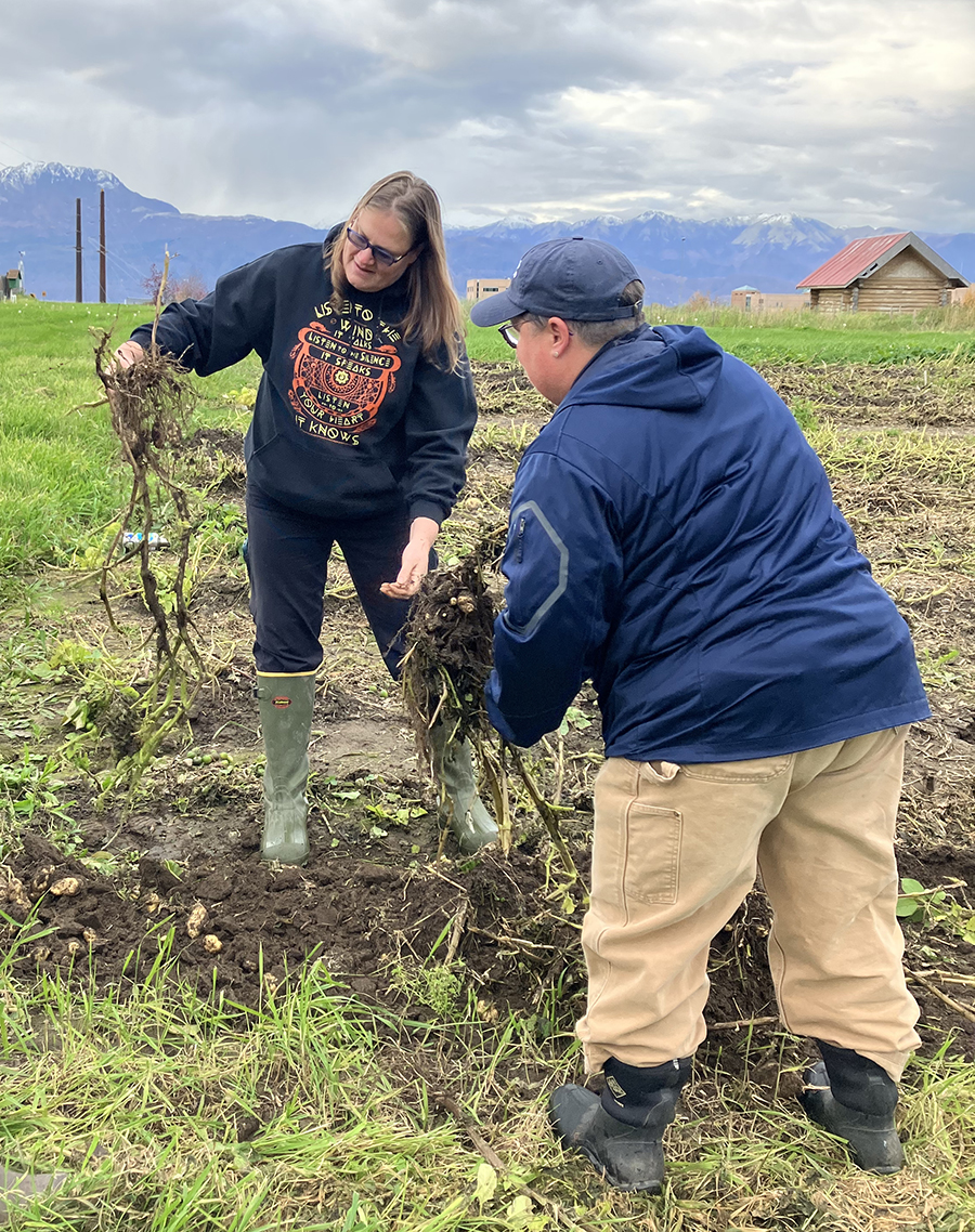 Two women pull potatoes in a field with farm buildings and mountains in the background.