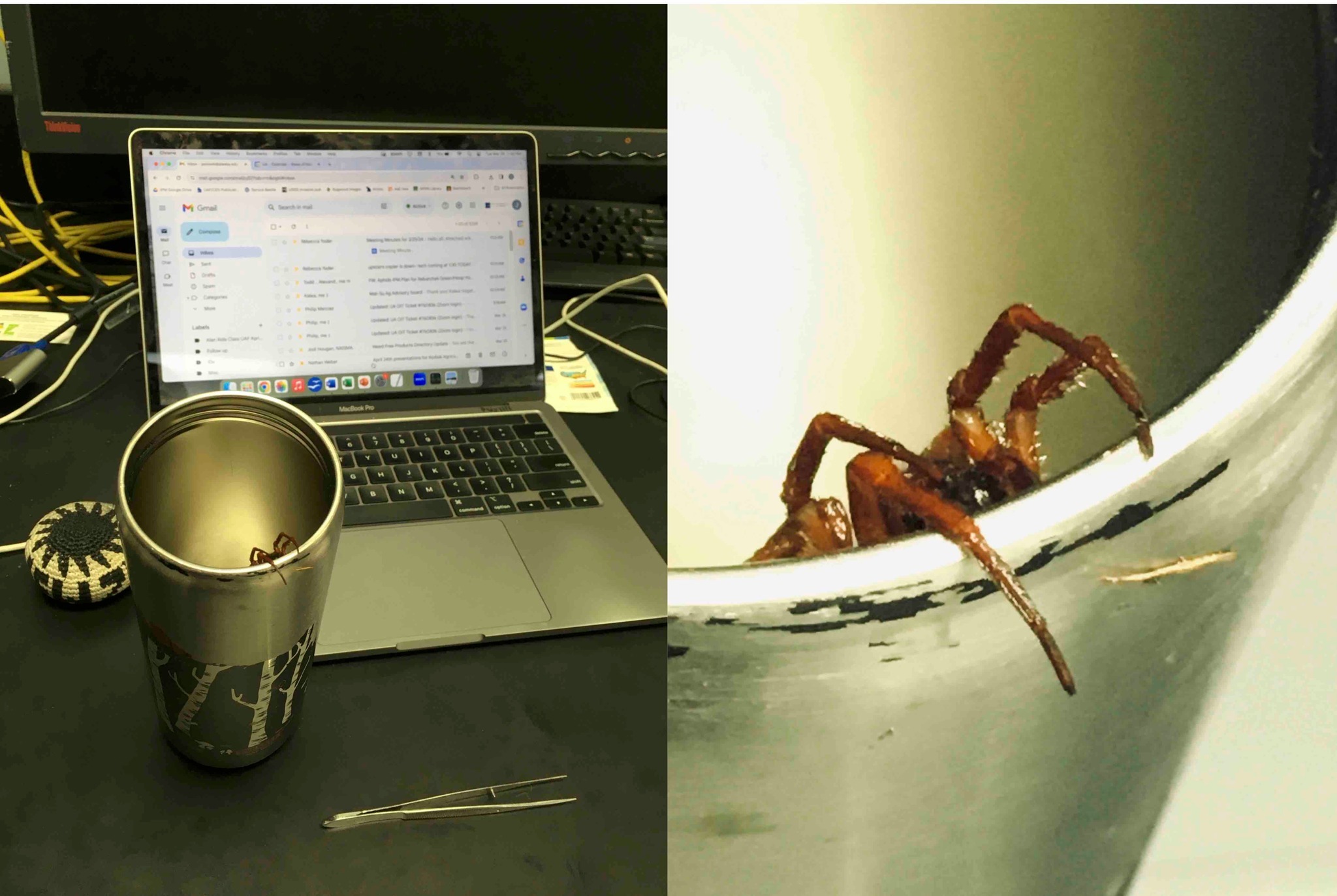 In a divided image, a spider is seen crawling out of a metal coffee cup on a desk with an open laptop in the background. The right side is a close view of the spider crawling over the edge of the cup.