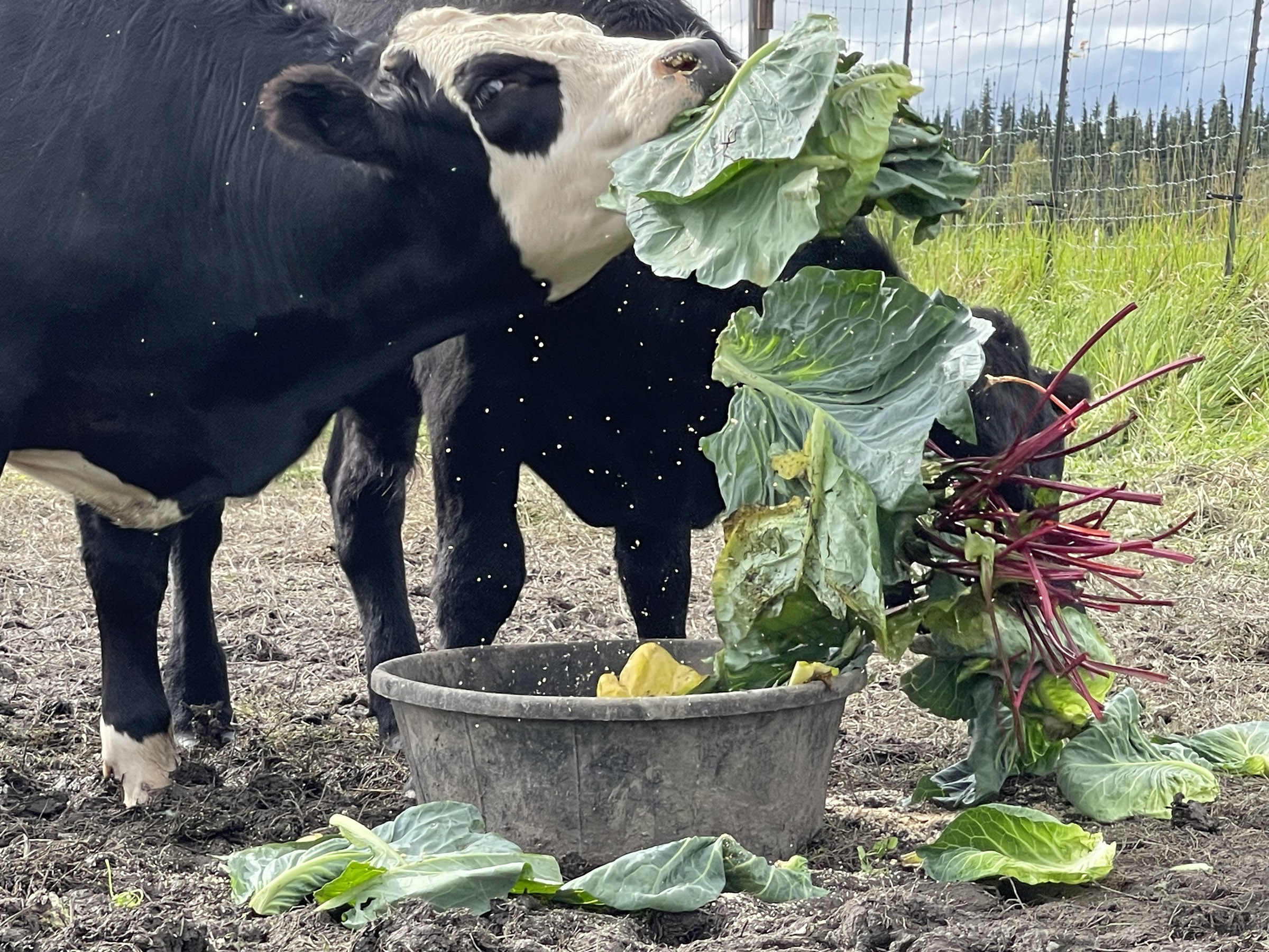 Two black and white cows eat a snack of cabbage leaves and beet stalks 