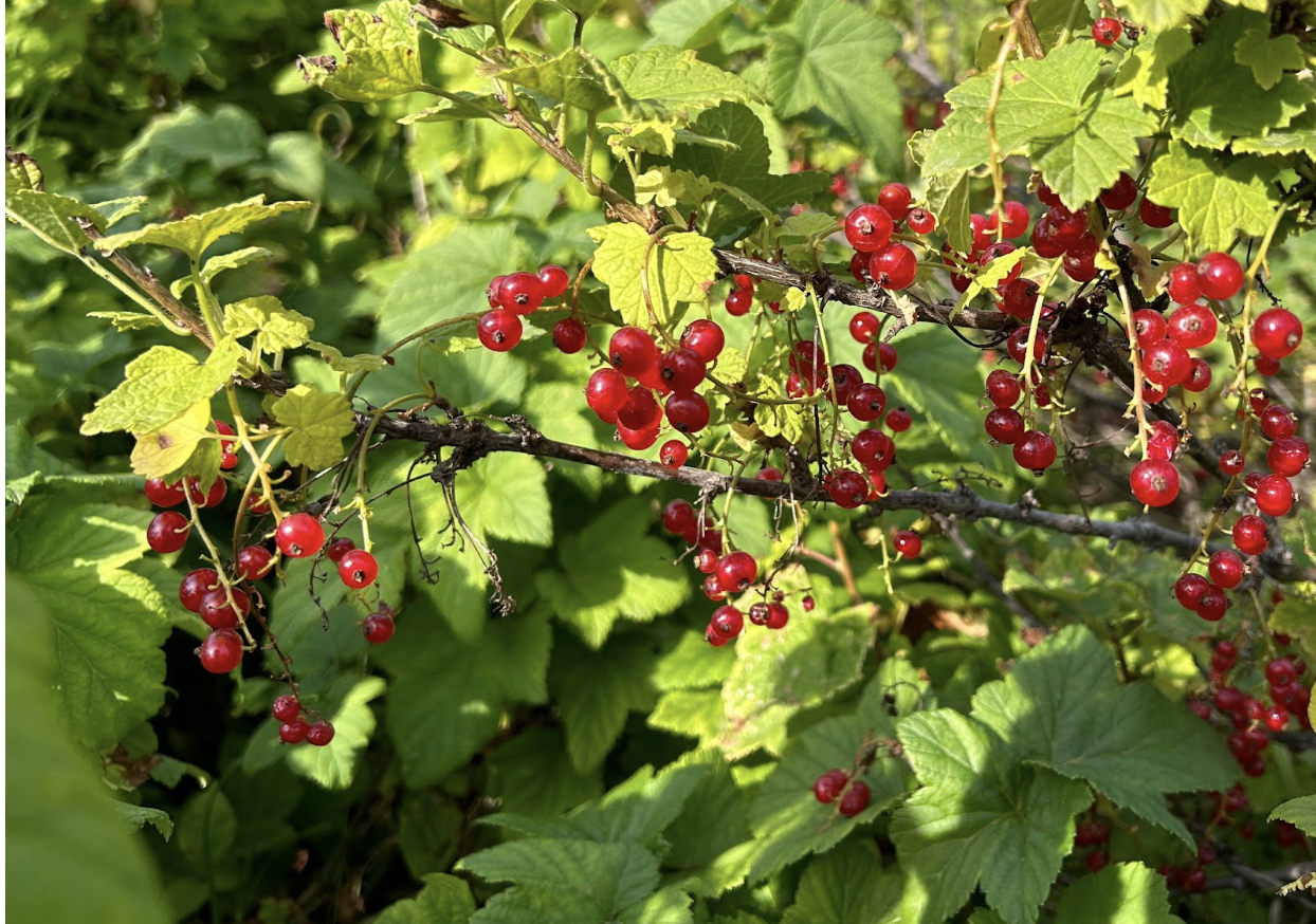 Bright red berries in the sun against green leaves.