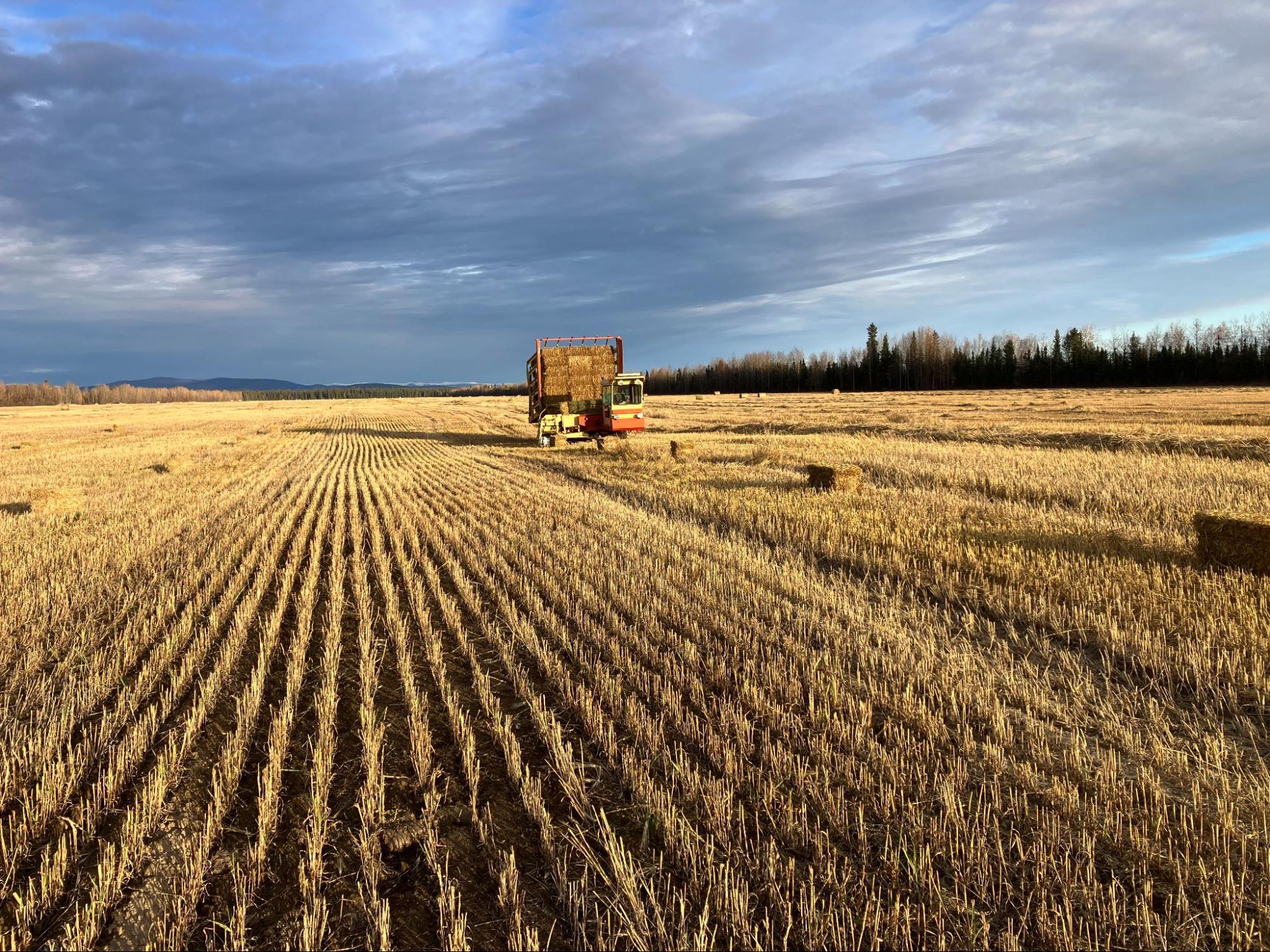 Machinery harvests golden-colored barley in a large field under a blue sky