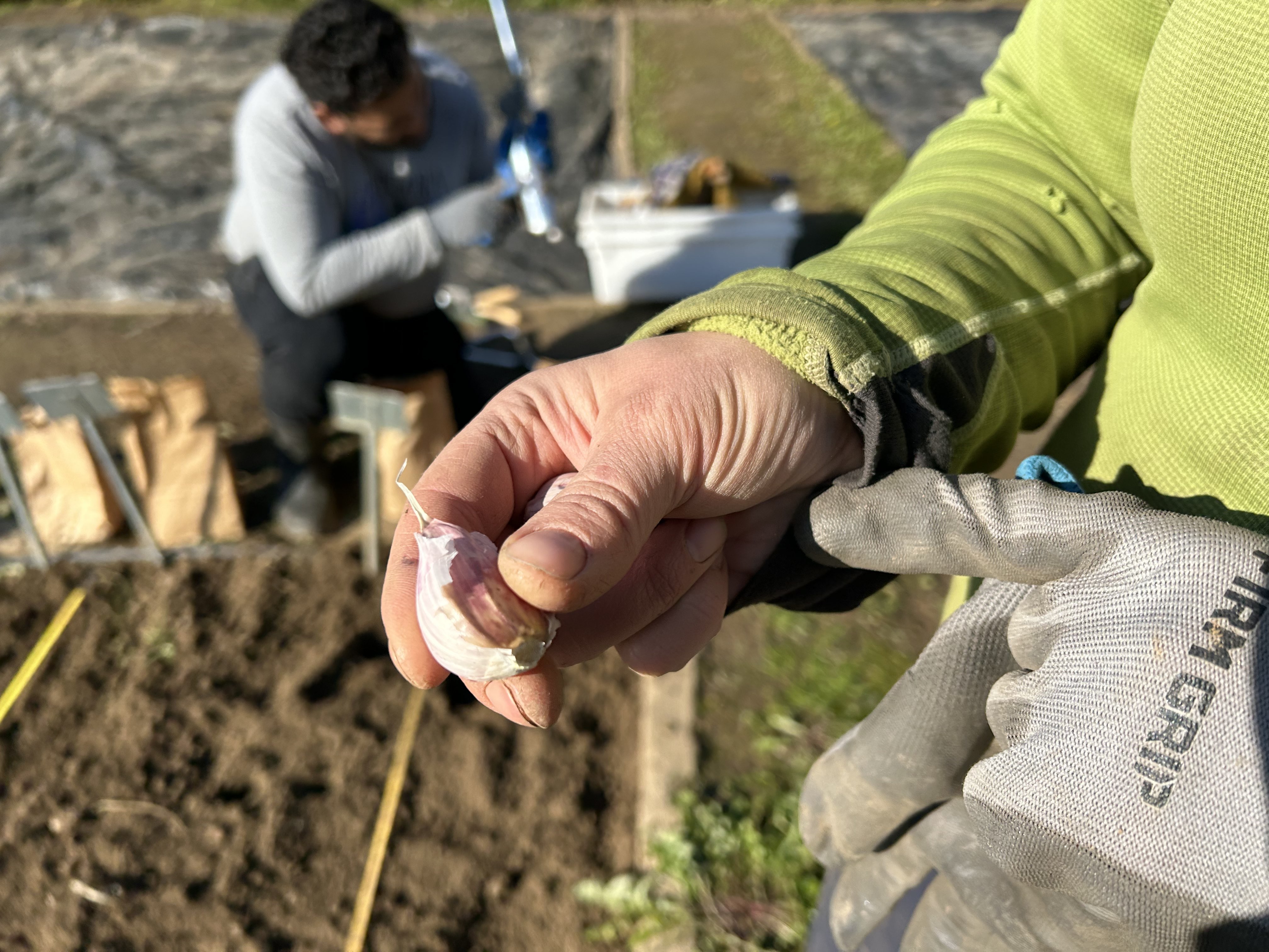 A person shows a large clove of garlic in preparation for planting in the field in the background.