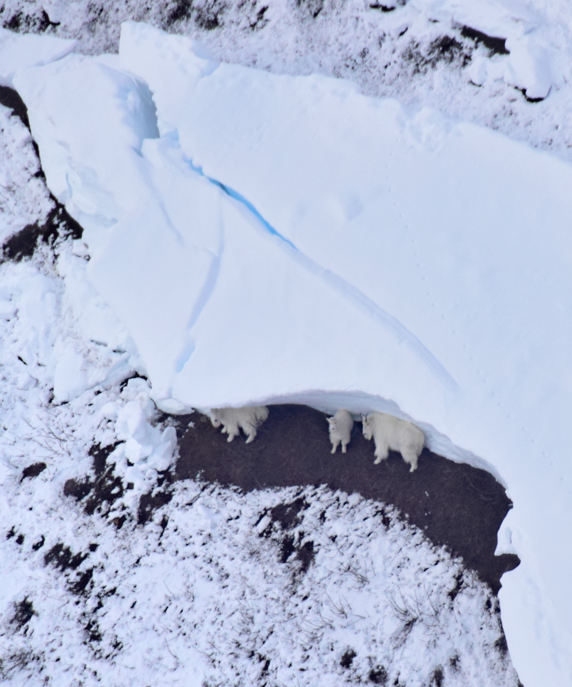 Three mountain goats sheltering underneath an overhang of snow.