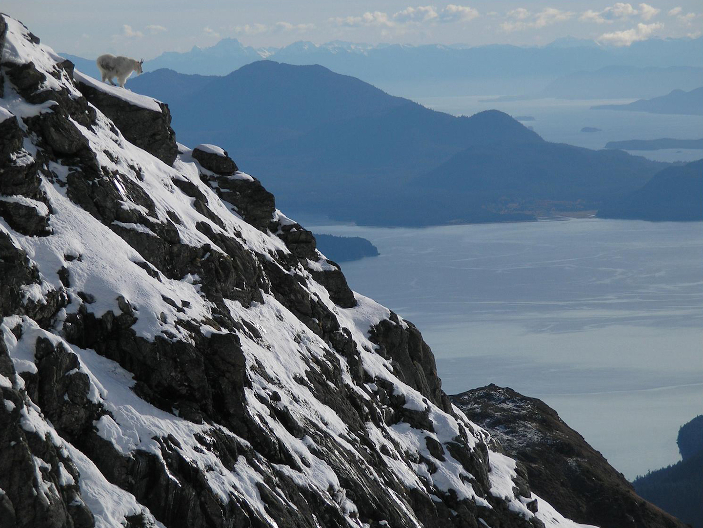 A female mountain goat seen from a distance standing near the top of a rocky slope, with a large body of water in the distance