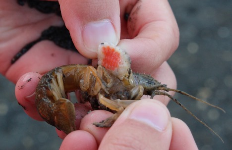 A close-up picture shows two hands pulling back a mud shrimp's shell to expose an isopod, a parasitic orange and white creature.