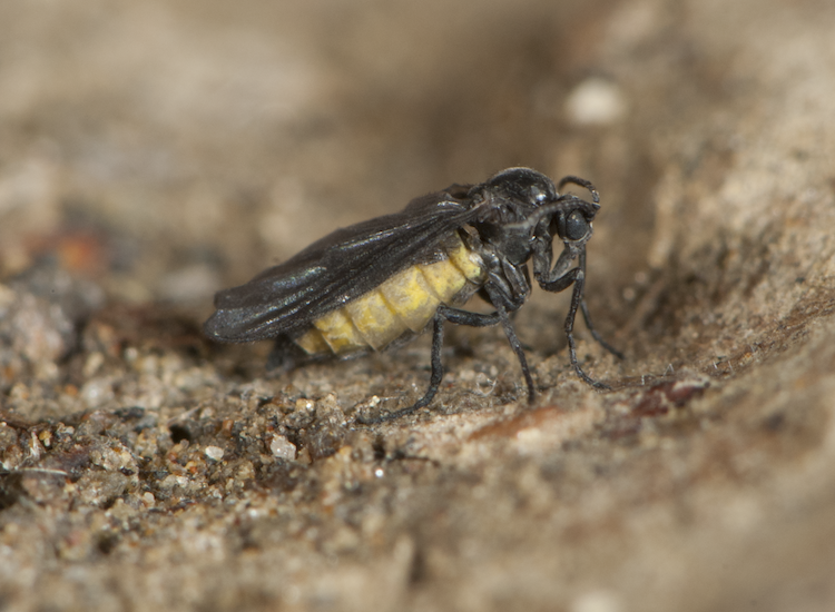 A fly with a yellow abdomen and black wings, thorax, head and legs rests on a sandy surface.