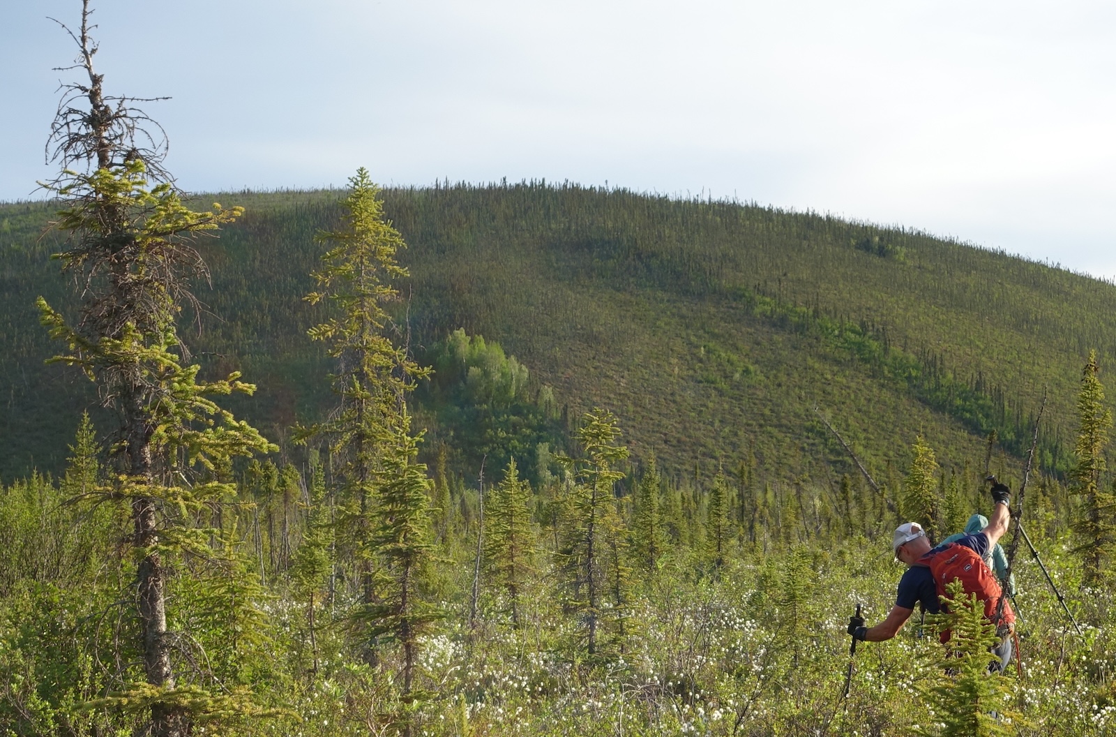 A man throws his right arm up and braces his left on a pole while hiking through a swampy area covered with cottongrass, shrubs and small spruce. Another man in a blue jacket walks ahead of him. A round hill with similar vegetation rises in the distance.