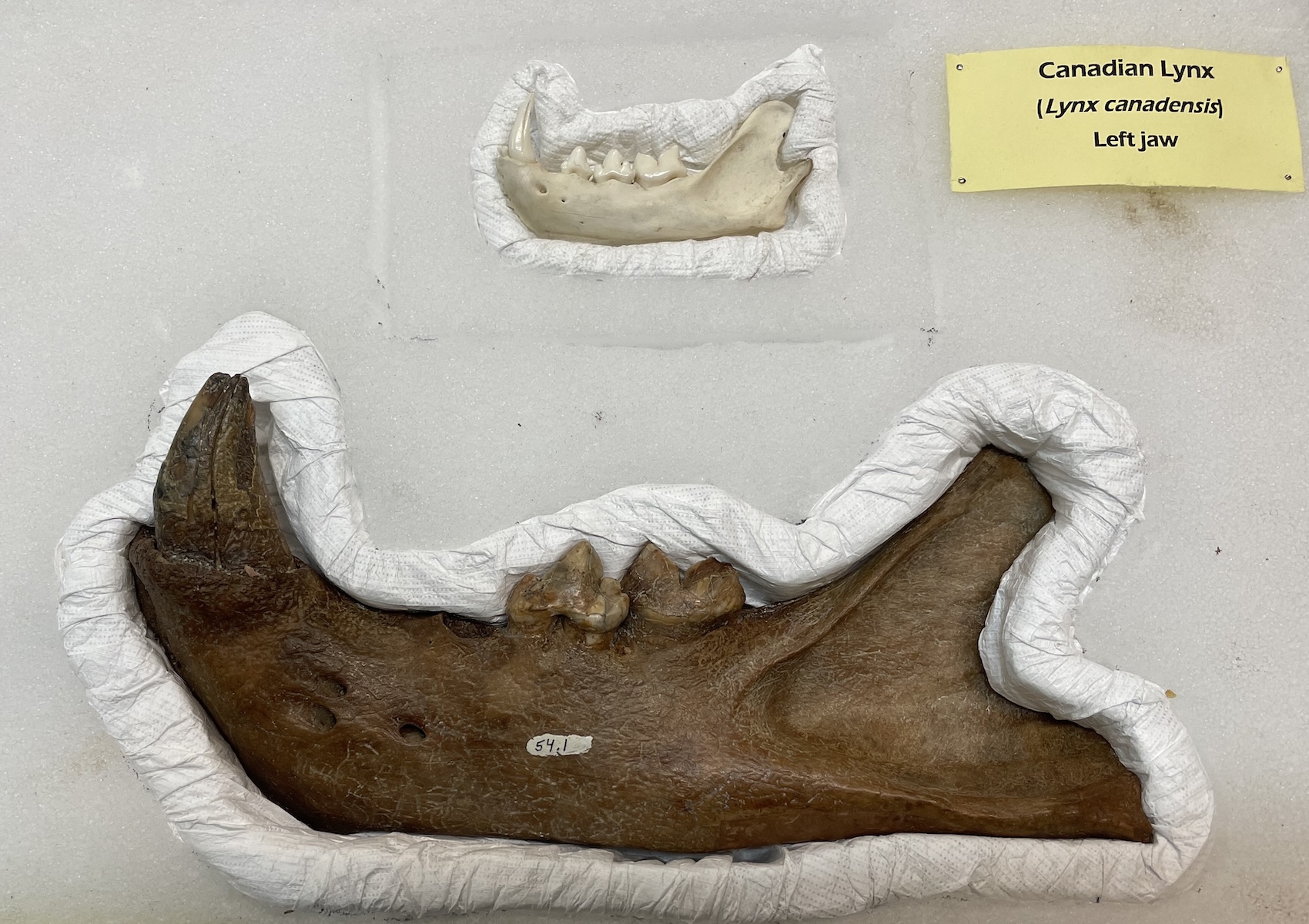 A white jawbone with teeth from a Canadian lynx lies in a protective sheet of white foam. Below it, in the same foam sheet, lies a much larger but similarly shaped jawbone, colored dark brown, from an American lion. 