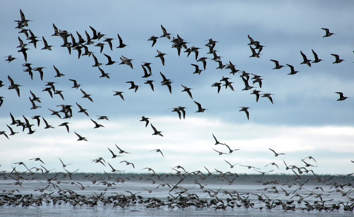 Dozens of birds fly above a mud flat, while others stand on the mud.