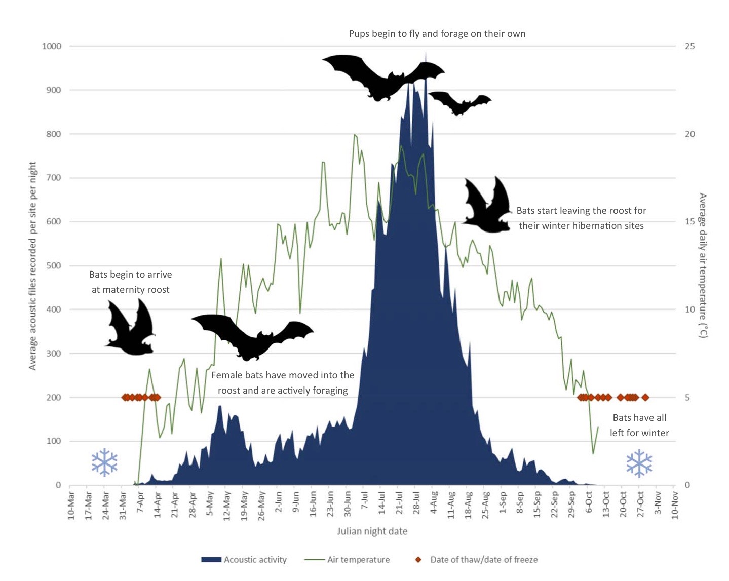 graphic showing the summer activity of little brown bats in northern Alaska