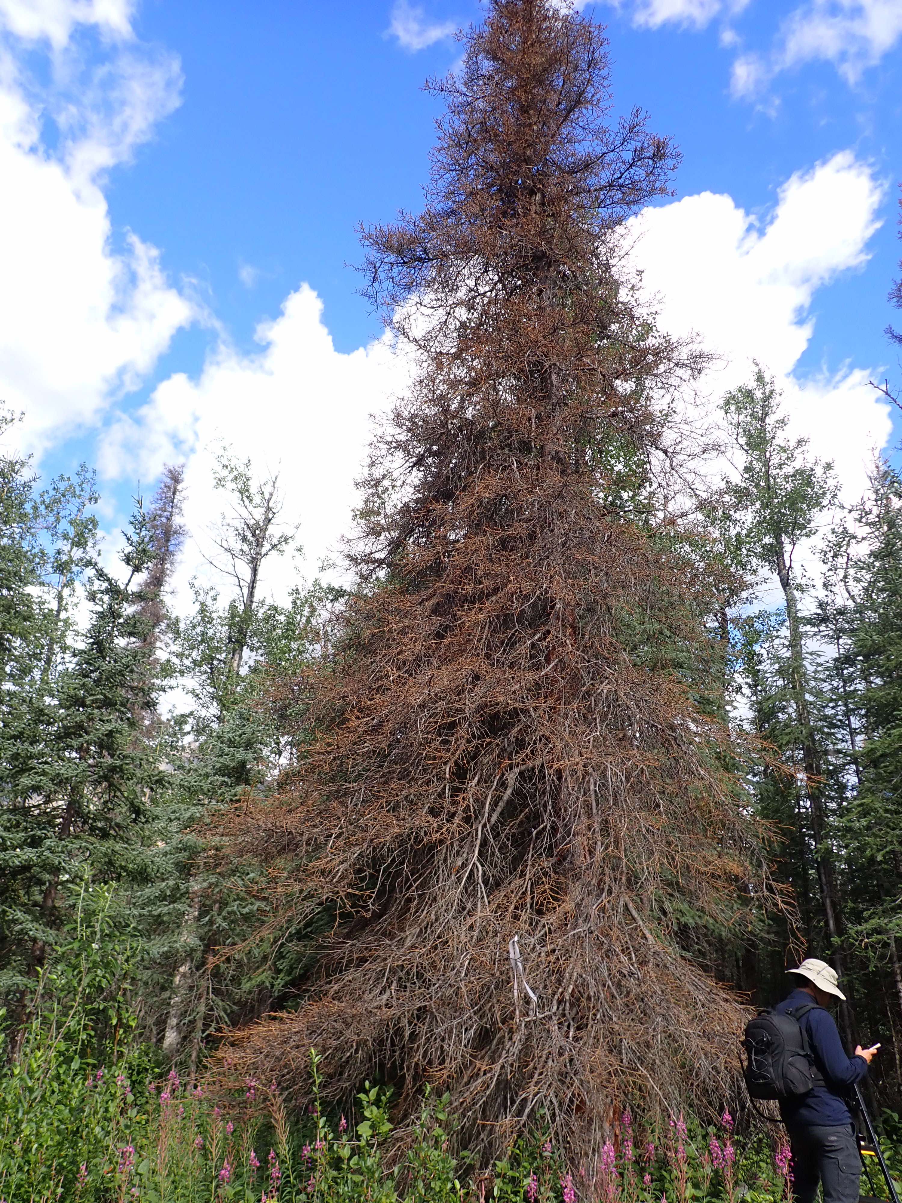 Beetle-killed spruce tree