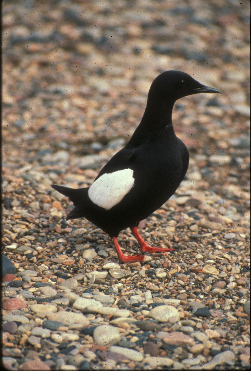 A mostly black bird with a sharp beak and orange feet stands on a surface of gravel made from small rounded stones. White covert feathers form an oblong patch on the upper part of its folded wing.