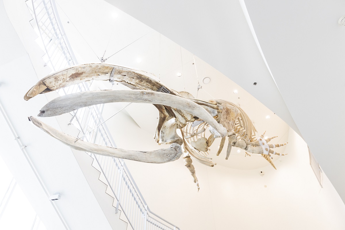 A bowhead whale skeleton hangs from the museum ceiling