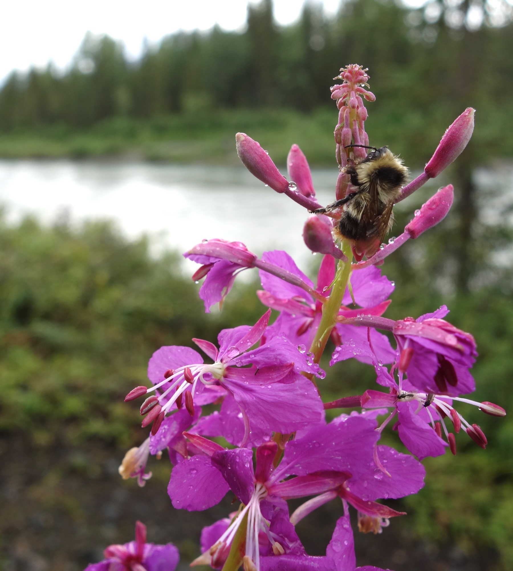 A bumblebee sits near the peak of a raceme of water-beaded pink flowers atop a fireweed plant.