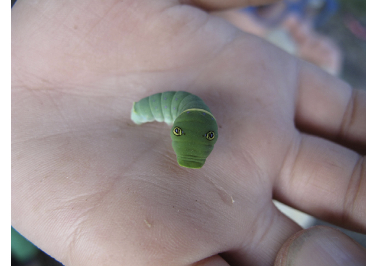 A green caterpillar raises its head from the palm of a person's hand.