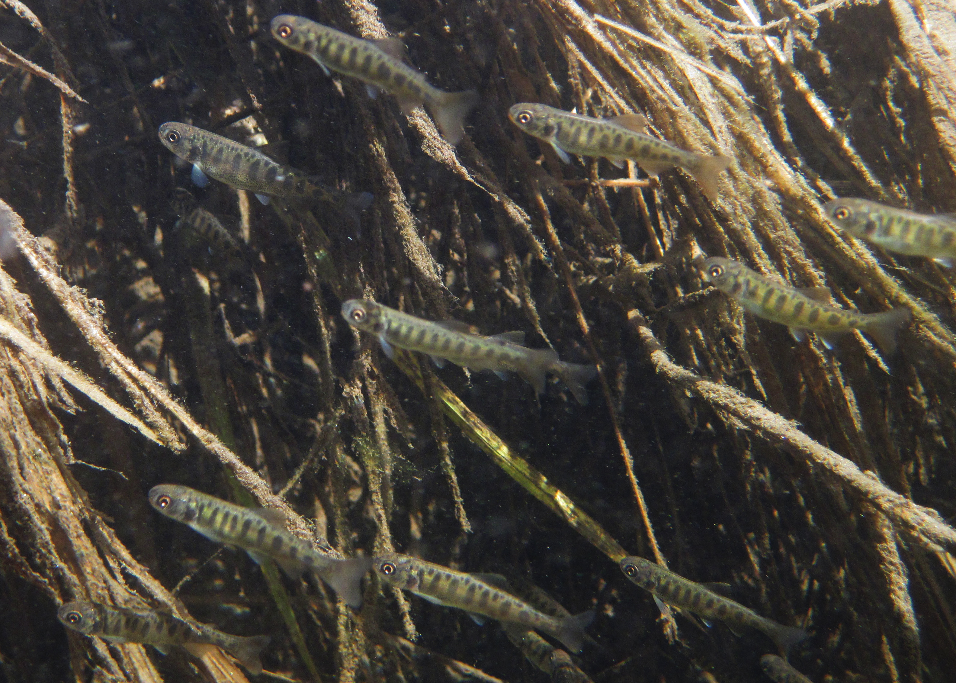 Young king salmon swim in the Chena River, part of the Yukon River watershed