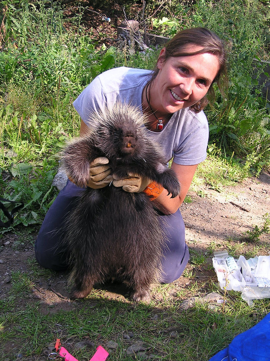 A brown-haired woman wearing heavy leather gloves crouches to hold a porcupine under its front legs so it stands on its back feet, facing the camera.