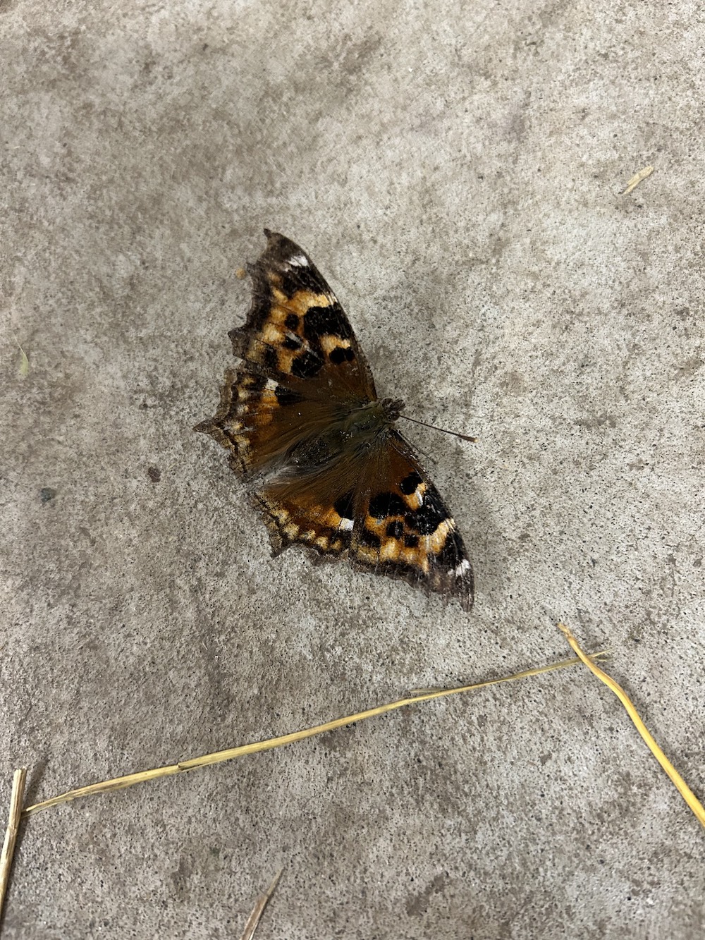 A butterfly with mottled dark brown, yellow, orange and white wings rests on a concrete floor.