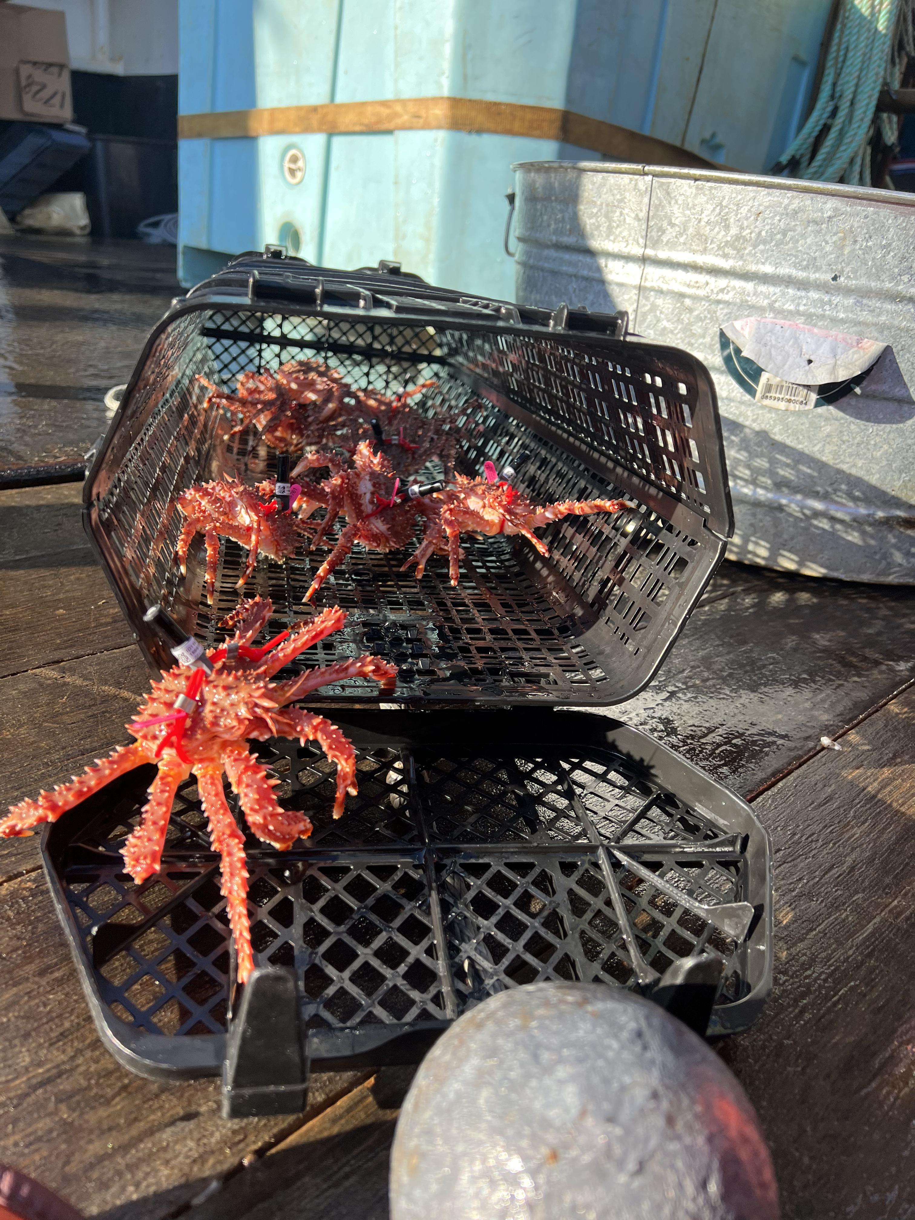 Juvenile red king crabs equipped with tags await deployment in Bristol Bay in May 2024.