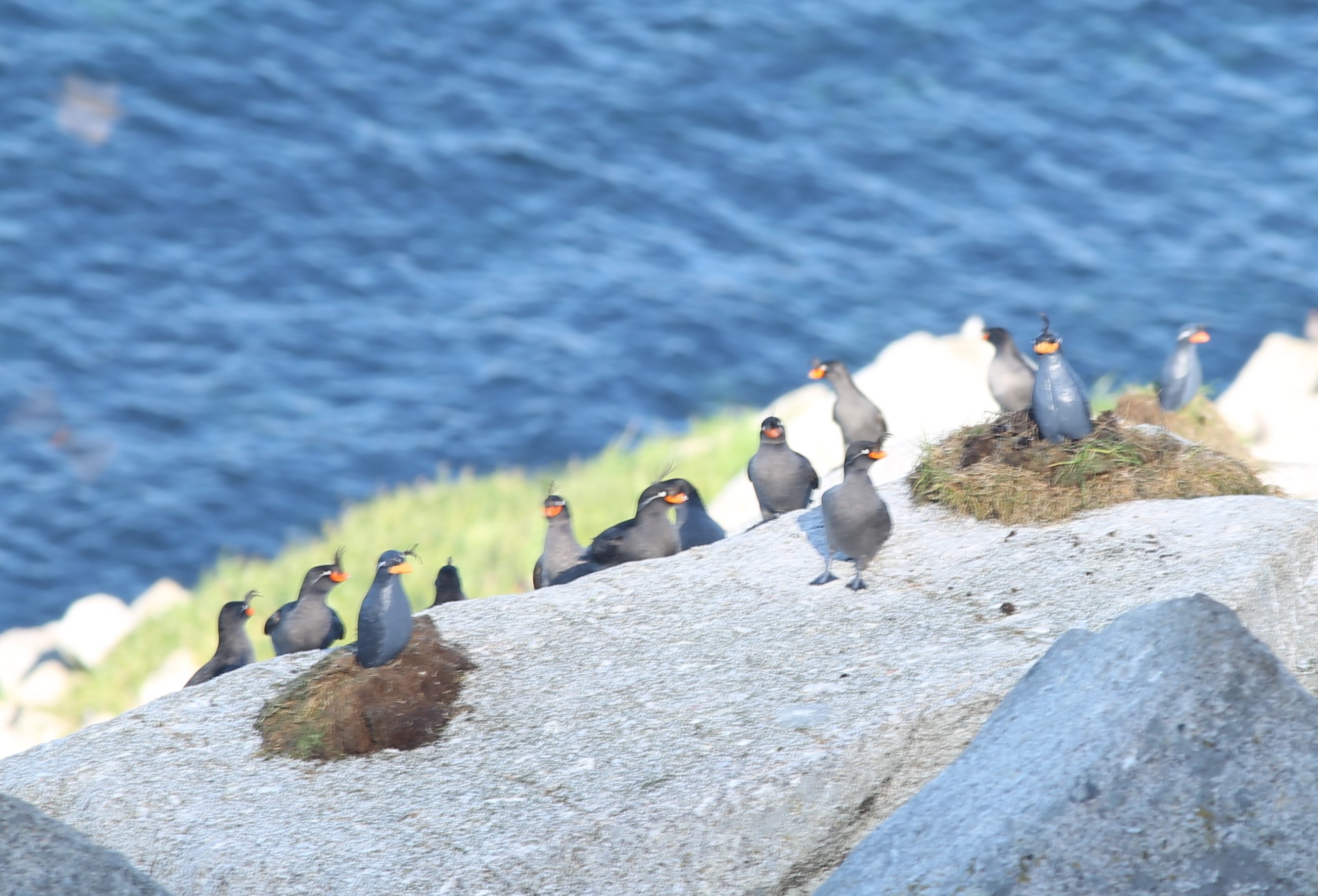 Crested auklets stand among plastic decoy auklets on shoreline rocks, with ocean water in the background.
