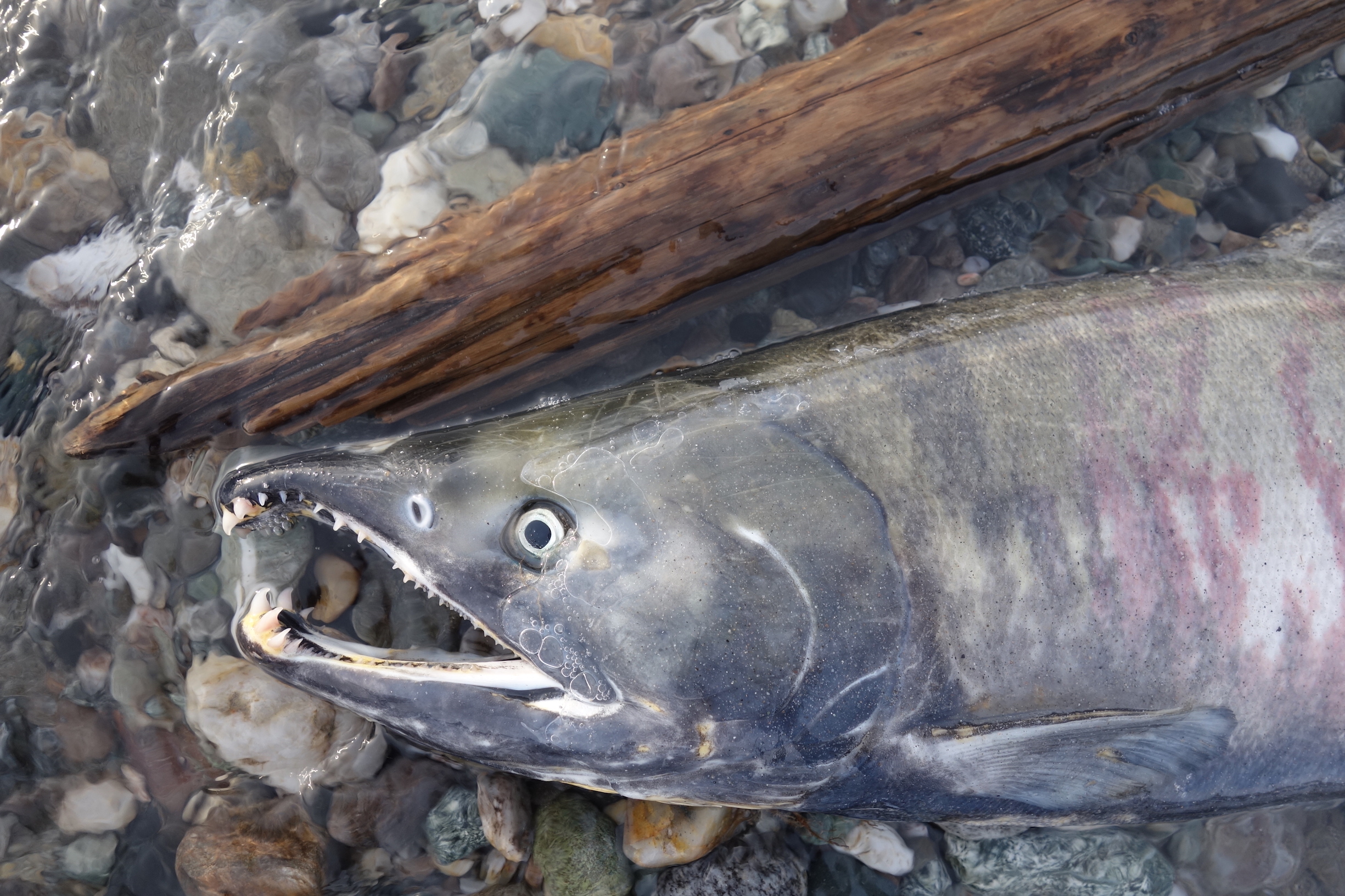 A dead chum salmon in the Delta River.
