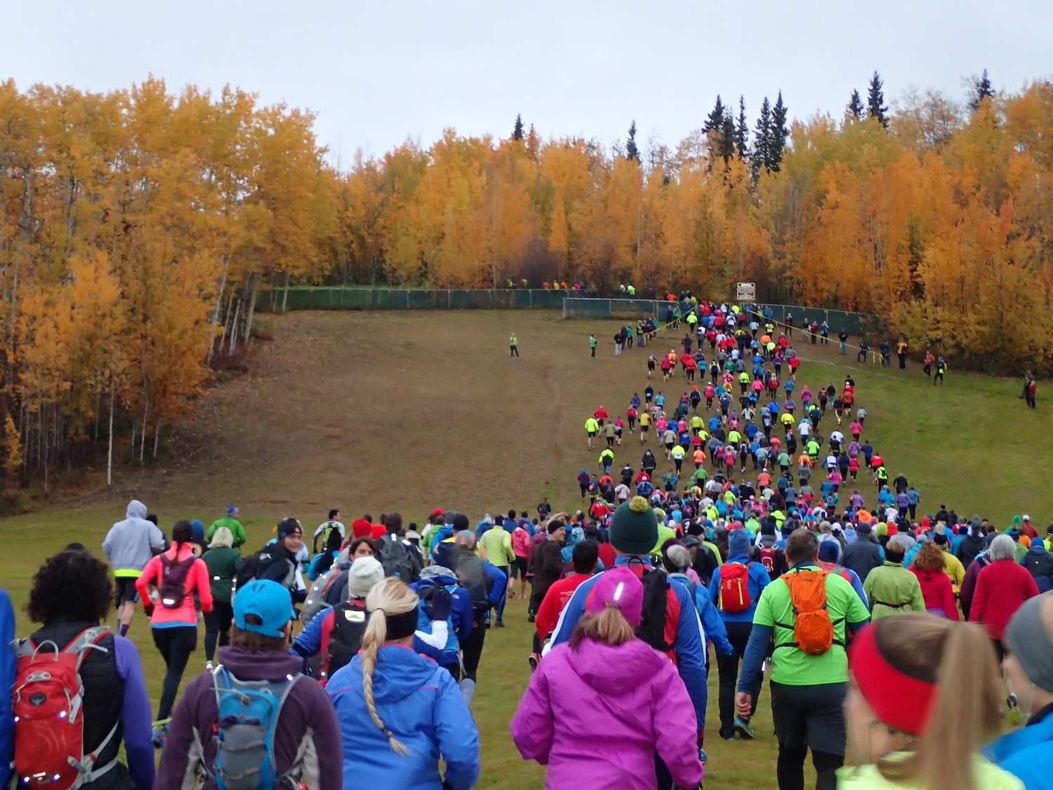 Runners, many in bright clothing, climb a grassy hill set about with aspen and birch trees in golden fall colors.
