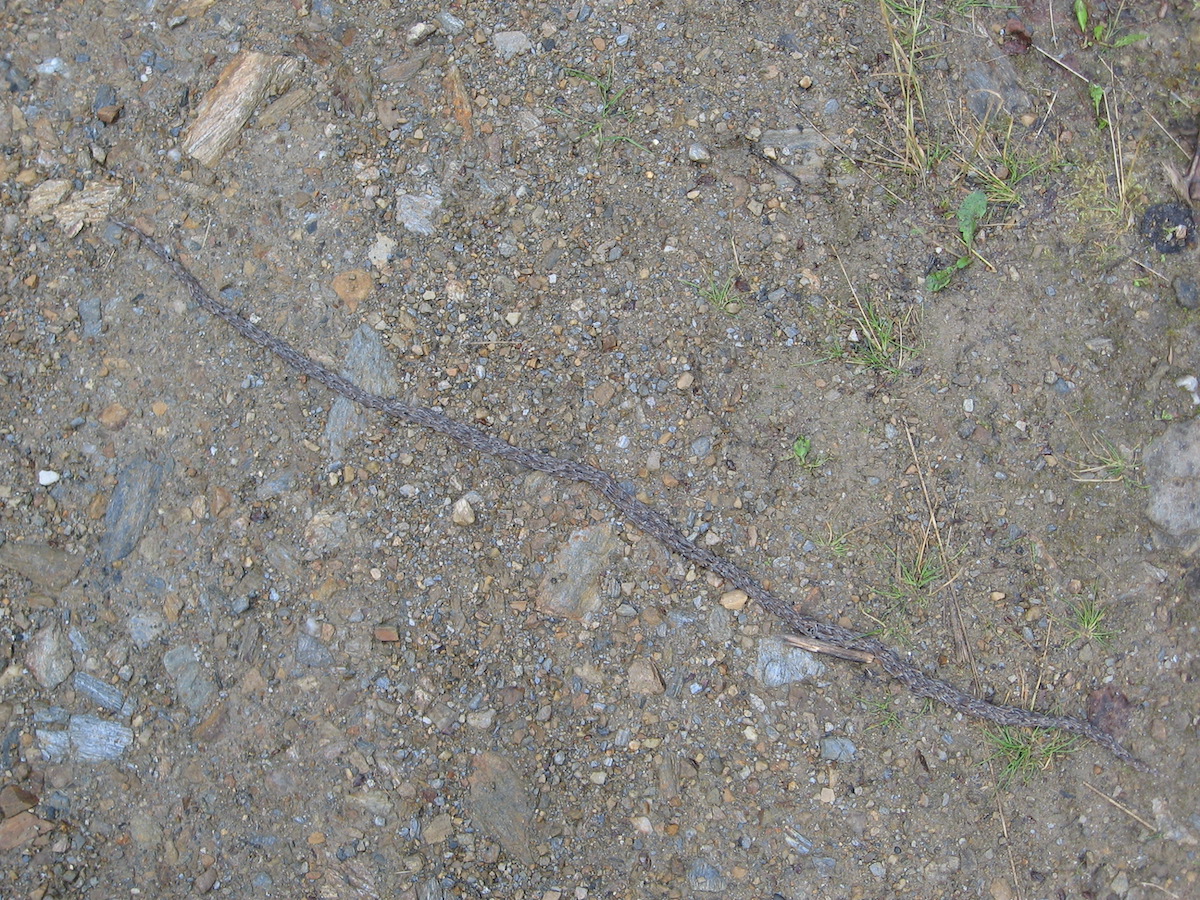 A rope composed of insect larvae progresses across a patch of gravel.