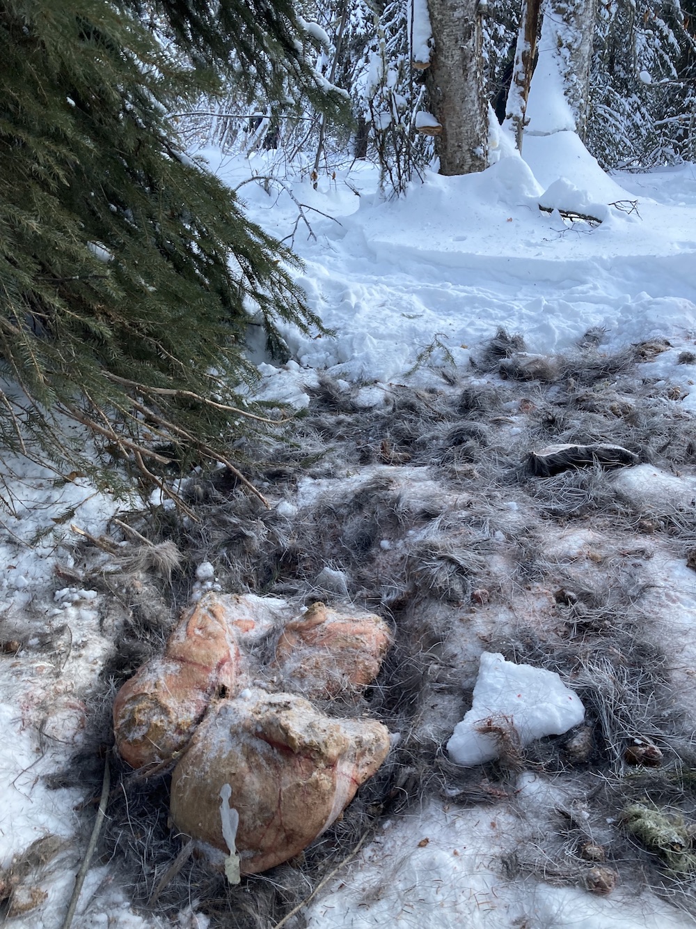 A moose stomach lies surrounded by moose hair on snow packed down by wolves in a forest. 